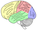 Visione laterale del cervello umano, sono evidenziate le principali circonvoluzioni.