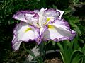 Iris del Japó hanashōbu (Iris ensata), cv. 'Kumoinogan'