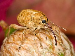 Kaldari Curculio occidentis 01