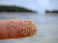 "Pasir bintang" dari Pantai Hoshizuna-no-hama: kalsium karbonat terabrasi dari Foraminifera terumbu karang.[7]