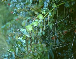 Coriaria ruscifolia.