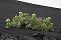 Bělokvětý druh Echium brevirame na lávovém svahu na ostrově La Palma