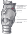 เอ็นของกล่องเสียง (ligaments of the larynx) มุมมองส่วนข้างด้านหน้า