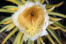 Photo of a flower with a large orange centre and delicate yellow stamen protruding. The centre is surrounded by white petals and a halo of green and yellow spikes.