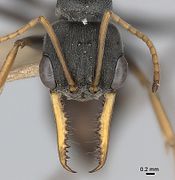 Големи сложени очи, чувствителни антени и моќни вилици ( мандибули ) од џек скокач мравка