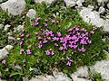 Silene acaulis