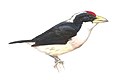 Witrugbaardvogel (Capitonidae)