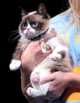 Grumpy Cat in 2014