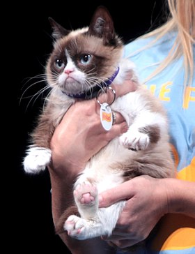 Grumpy Cat 2014-cü ildə