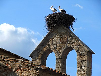 Nesto en katedralo de Idanha-a-Velha, Portugalio.