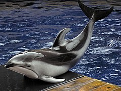 Dauphin de Gill de l'aquarium de Vancouver (Canada).