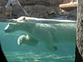 Белые медведи в зоопарке: плывущий белый медведь и «зритель»