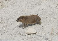 Rock hyrax, running, Ein Gedi