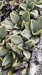 Rosette leaves