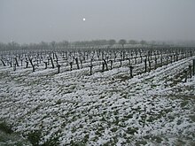 Photographie montrant une vigne enneigée après une chute de neige tardive, le 8 mars 2010 à Gaillac.