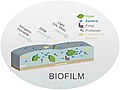 Image 12Different biofilm components in streams. Principal components are algae and bacteria. (from River ecosystem)
