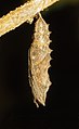 Chrysalis shortly before hatching