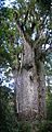 Каурі - одне з найстаріших дерев у світі