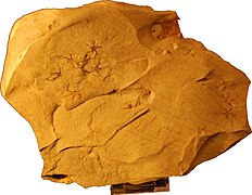 Fossiles du Trias.