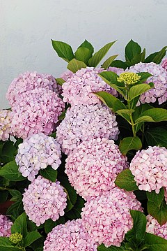 Hydrangea macrophylla