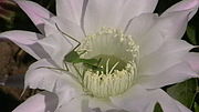 inseke boevant dins ene fleur di cactusse