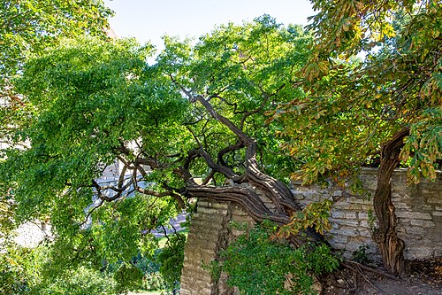 Puu Toompea linnamüüril