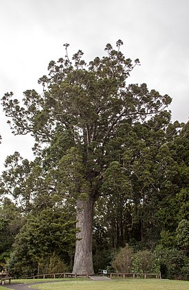 Kauri (Agathis australis)