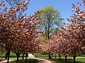 春のブッシュネル公園