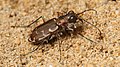 Cicindela repanda