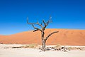 Acacia erioloba v regiji Sossusvlei