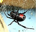 Laba-laba berbisa black widow, Latrodectus mactans; subordo Araneomorphae