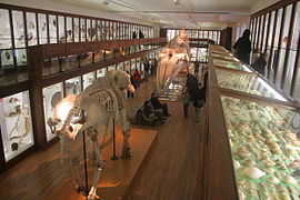 Elefante y ballena del museo de Nantes