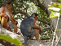 Colobo ferruginoso Piliocolobus badius