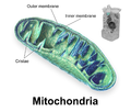 Mitohondrij