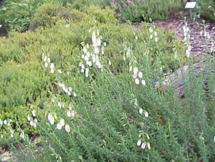 Irsk Lyng (Daboecia cantabrica) - her sorten 'Alba'.