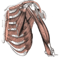 Глубокие мышцы груди, передней поверхности плеча и подмышечной впадины