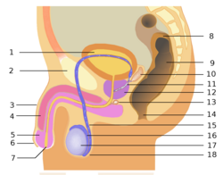 1: močový měchýř, 2: stydká kost, 3: penis, 4: topořivé těleso, 5: žalud, 6: předkožka, 7: ústí močové trubice, 8: tračník, 9: konečník, 10: semenný váček, 11: ejakulační vývod, 12: prostata, 13: Cowperova žláza, 14: anus, 15: chámovod, 16: nadvarle, 17: varle, 18: šourek