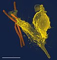 Imatge presa amb un microscopi electrònic de rastreig on s'observa un neutròfil (groc) fagocitant un bacteri d'àntrax (taronja).