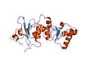 1jnx: ساختمان کریستالی ناحیهٔ تکرارشوندهٔ بی‌آرسی‌تی در پروتئین BRCA1