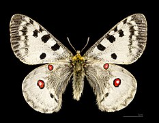 Fluture Apollo (Parnassius apollo)