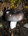 Holubinka namodralá Russula cyanoxantha