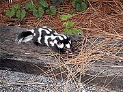 Black skunk with white spots on log
