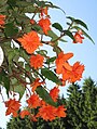 Begonia pendula