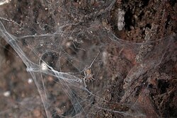 Euagrus spiderlings