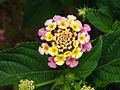 Lantana camara by Alvesgaspar