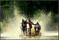 Bull race at chithali palakkad