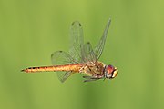 Pantala flavescens (globe skimmer) in flight.