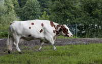 Oost-Vlaams witrood in Puyenbroeck