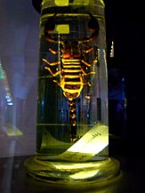 Scorpionul uriaș din insula Java