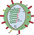 Virion vom ene Influenzavirus